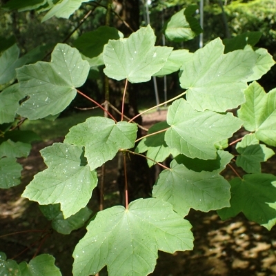 Érable à feuilles d'Obier