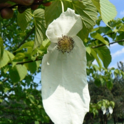 Arbre aux mouchoirs