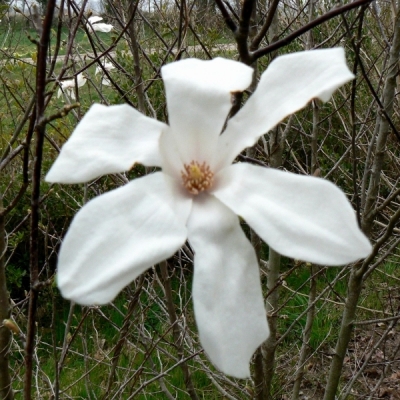Magnolia de Kobé, Magnolia du Japon