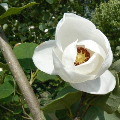 Magnolia de Siebold