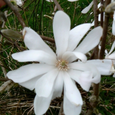 Magnolia étoilé Waterlily
