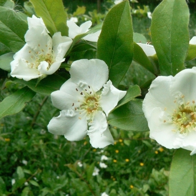 MESPILUS / Néflier