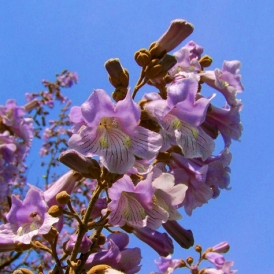 PAULOWNIA