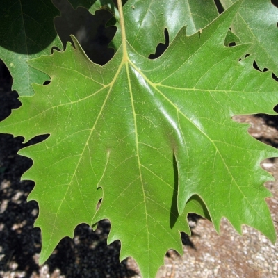 Platane à feuilles d'Erable