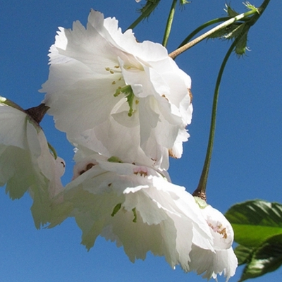 Cerisier du Japon Jo-Nioi
