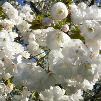 Cerisier du Japon Taihaku