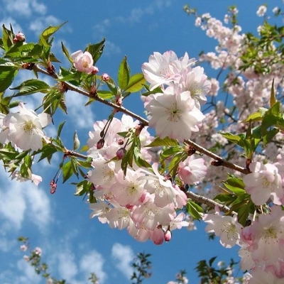 Cerisier du Japon Autumnalis Rosea