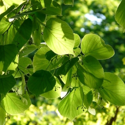 Tilleul des bois, Tilleul à petites feuilles