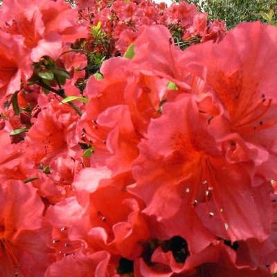 AZALEA japonica / Azalée japonaise