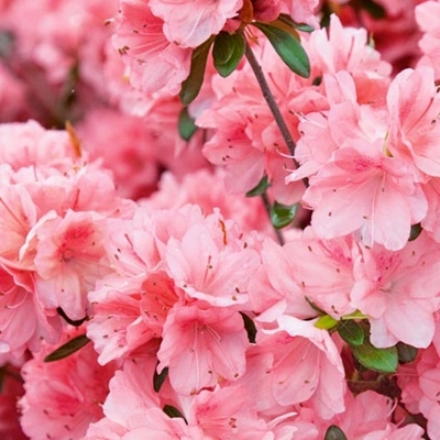 Azalée japonaise Blaauw's Pink