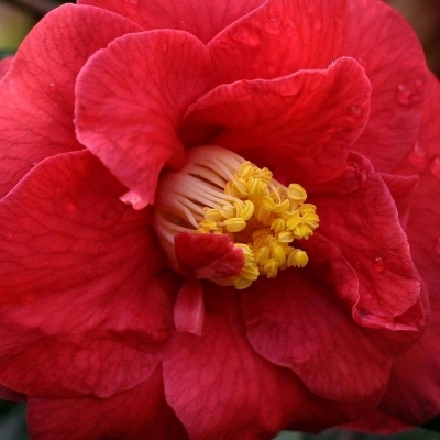 Camellia japonais Adolphe Audusson