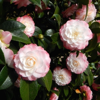 Camellia japonais Kitty