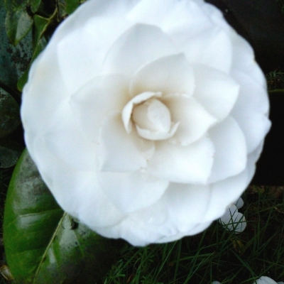 Camellia japonais Le Lys