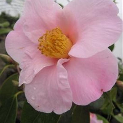 Camellia japonais Magali