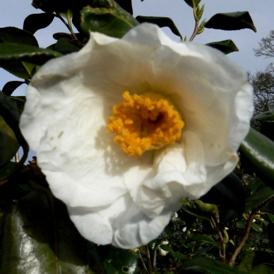 Camellia japonais Mme Lourmand