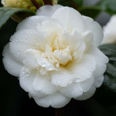 Camellia japonais Nobilissima