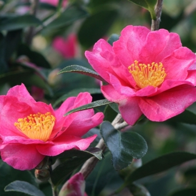 Camellia d'automne Kanjiro