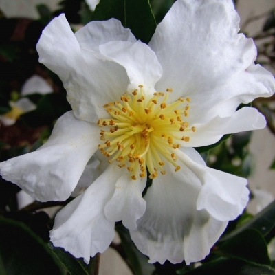 Camellia d'automne Narcissiflora