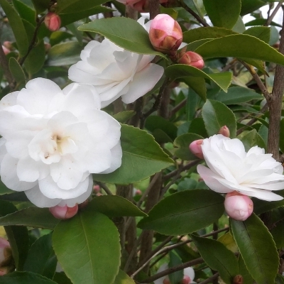 Camellia hybride Cinnamon Cindy