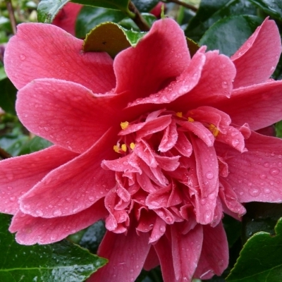 Camellia hybride Mark Alan