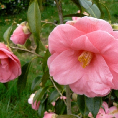 Camellia hybride Yann