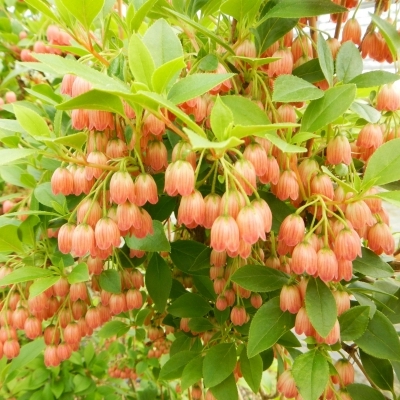 ENKIANTHUS / Andromède campanulée