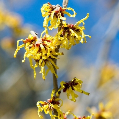 HAMAMELIS / Noisetier de sorcière