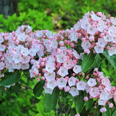 KALMIA / Laurier des montagnes