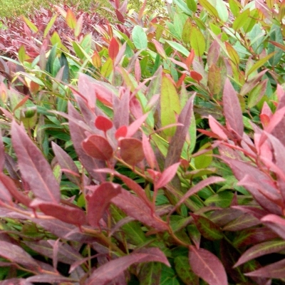 Leucothoë fontanesia Red Leaf