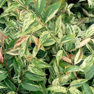 Leucothoë walteri Rainbow