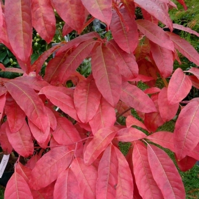 OXYDENDRON