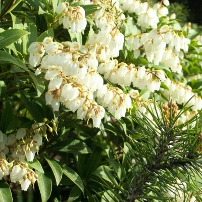 Andromède japonaise Debutante