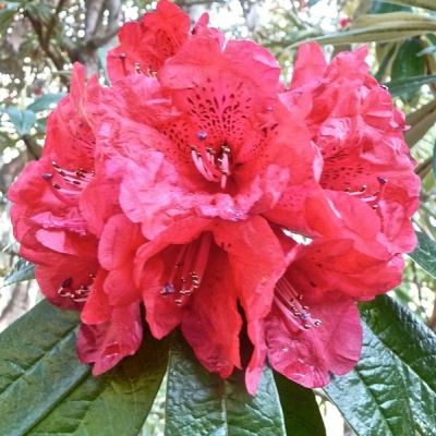 Rhododendron des montagnes