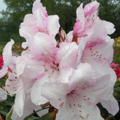 Rhododendron halopeanum