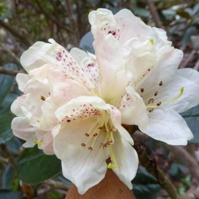 Rhododendron lanatum