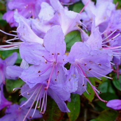 Rhododendron nain Blue Diamond