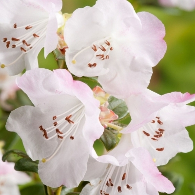 Rhododendron nain Cilpinense