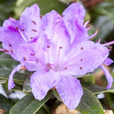 Rhododendron nain Impeditum Moerheim