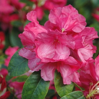 Rhododendron williamsianum Oudijk's Sensation
