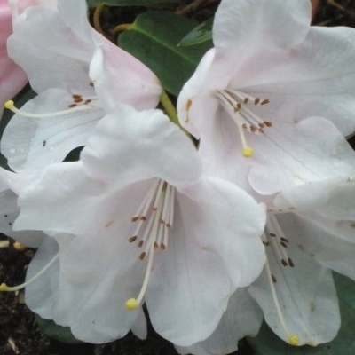 Rhododendron williamsianum Tibet