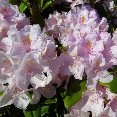 Rhododendron hybride Cunningham's Blush