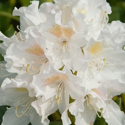 Rhododendron hybride Cunningham's White