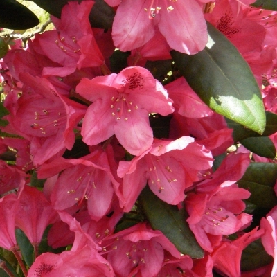 Rhododendron hybride Cynthia