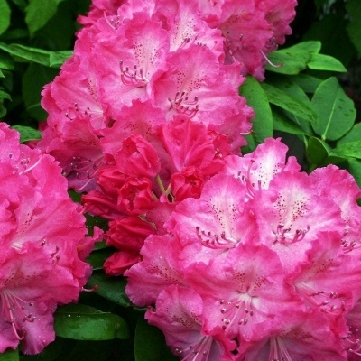 Rhododendron hybride Germania