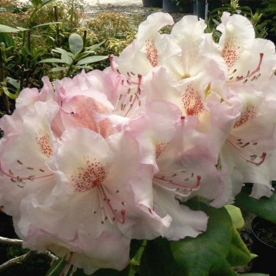 Rhododendron hybride Grandiflorum