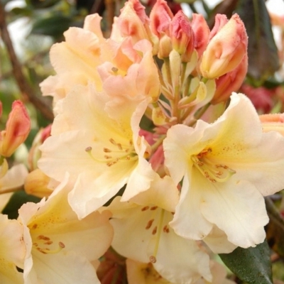 Rhododendron hybride Horizon Monarch