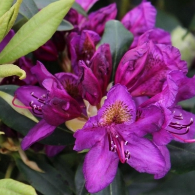 Rhododendron hybride Marcel Ménard
