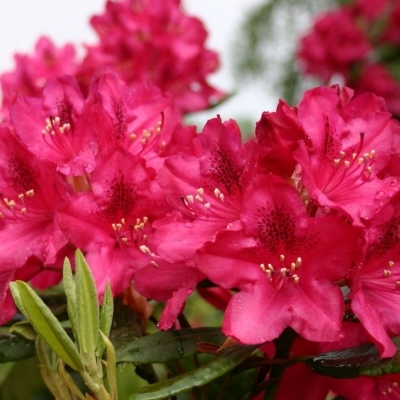 Rhododendron hybride Nova Zembla
