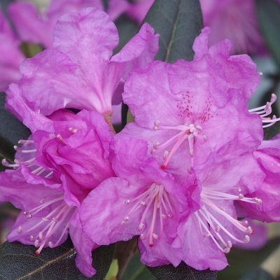 Rhododendron hybride P.J.M. Regal
