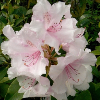 Rhododendron hybride Pink Pearl